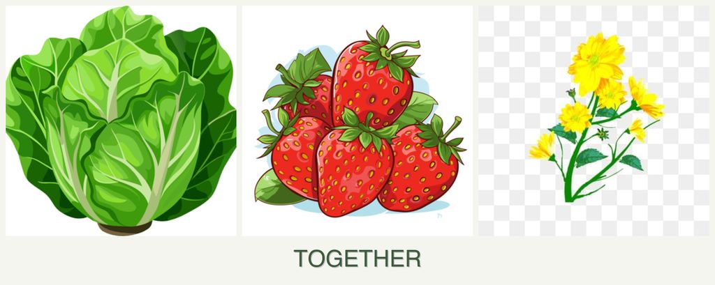 Can you plant lettuce, strawberries and calendula together?