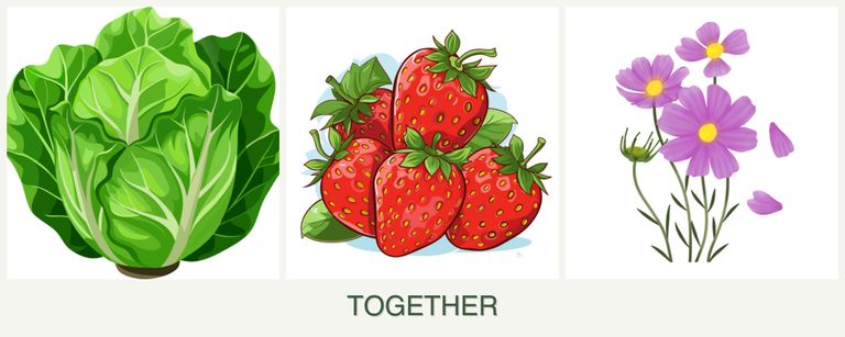 Can you plant lettuce, strawberries and cosmos together?