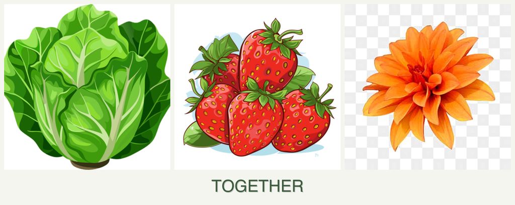 Can you plant lettuce, strawberries and dahlias together?