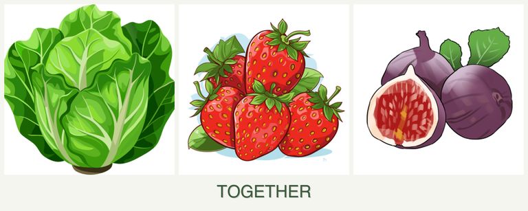 Can you plant lettuce, strawberries and figs together?
