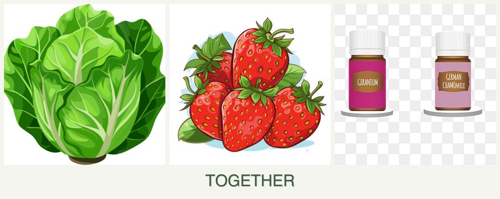 Can you plant lettuce, strawberries and geraniums together?