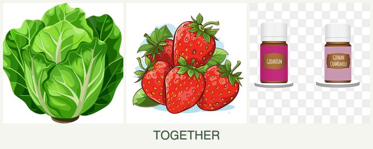 Can you plant lettuce, strawberries and geraniums together?