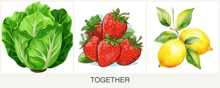 Can you plant lettuce, strawberries and lemons together?