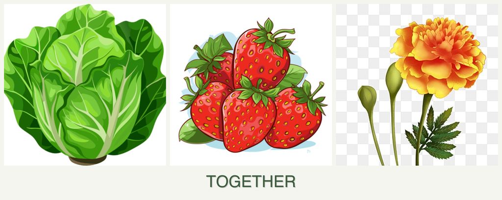 Can you plant lettuce, strawberries and marigolds together?