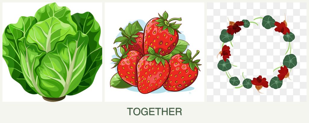 Can you plant lettuce, strawberries and nasturtiums together?