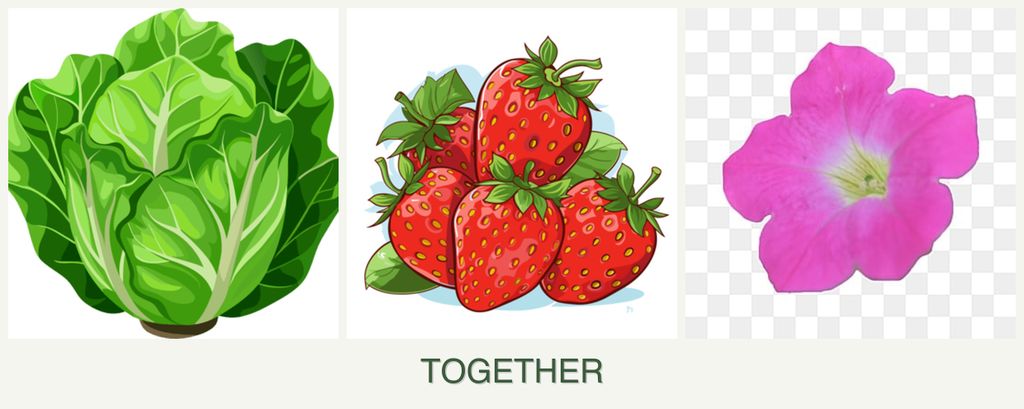 Can you plant lettuce, strawberries and petunias together?