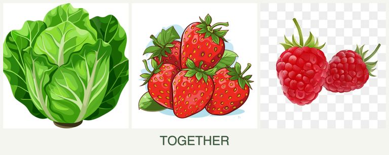 Can you plant lettuce, strawberries and raspberries together?
