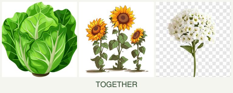 Can you plant lettuce, sunflowers and alyssum together?