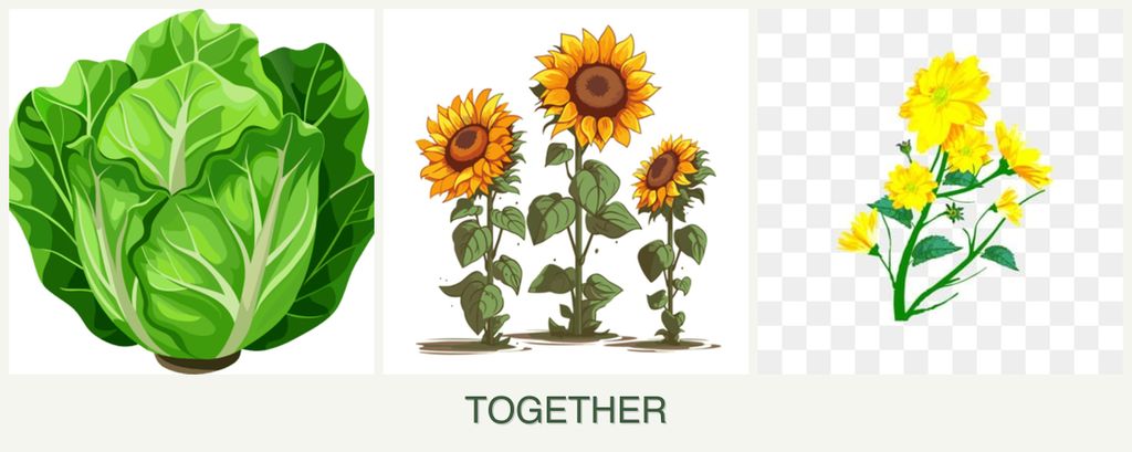 Can you plant lettuce, sunflowers and calendula together?