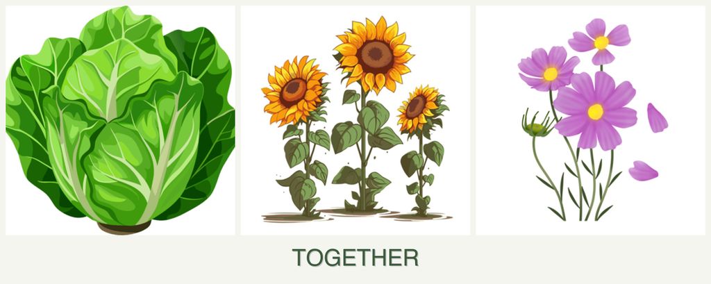Can you plant lettuce, sunflowers and cosmos together?