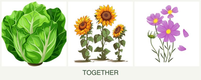 Can you plant lettuce, sunflowers and cosmos together?