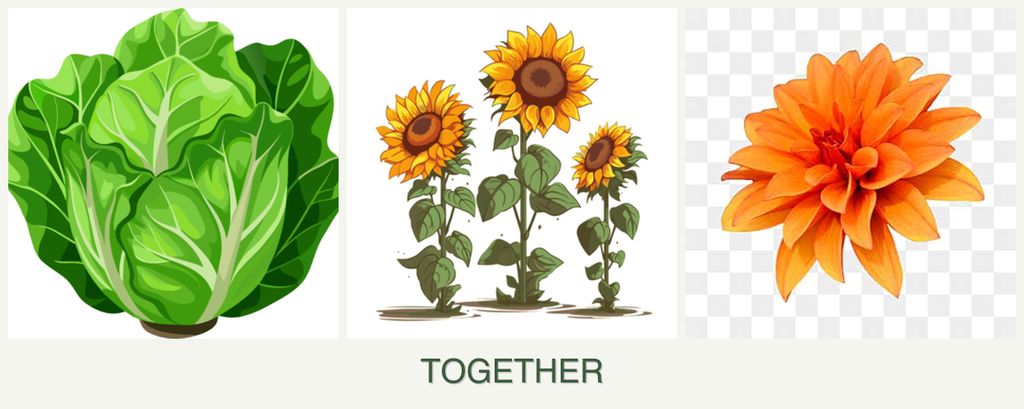 Can you plant lettuce, sunflowers and dahlias together?