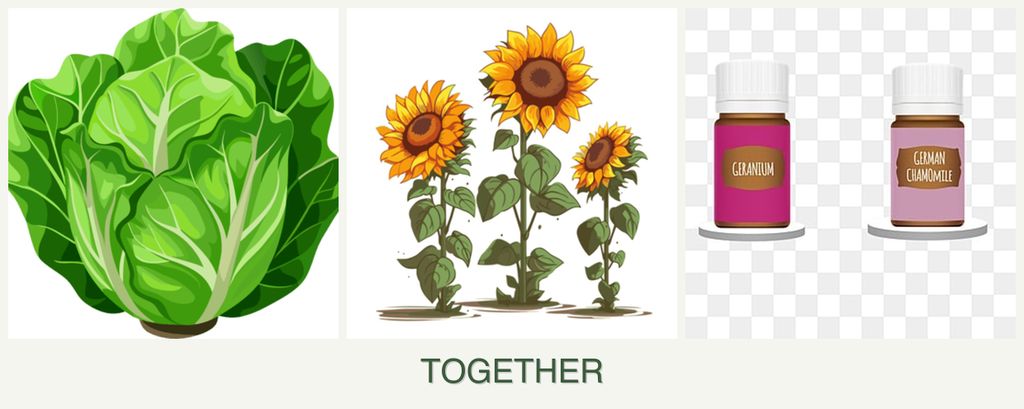 Can you plant lettuce, sunflowers and geraniums together?