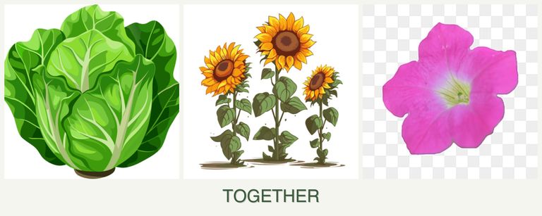Can you plant lettuce, sunflowers and petunias together?