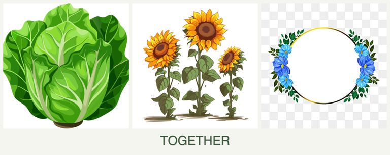 Can you plant lettuce, sunflowers and zinnias together?