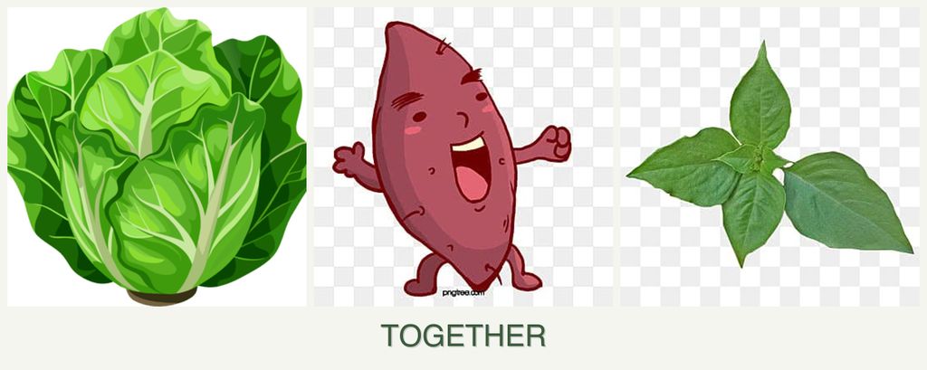 Can you plant lettuce, sweet potatoes and basil together?