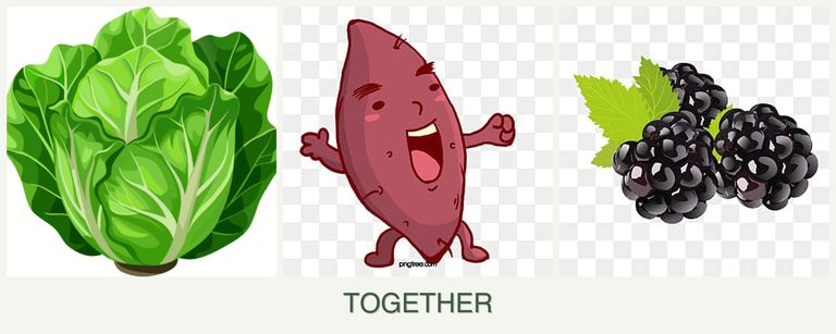 Can you plant lettuce, sweet potatoes and blackberries together?