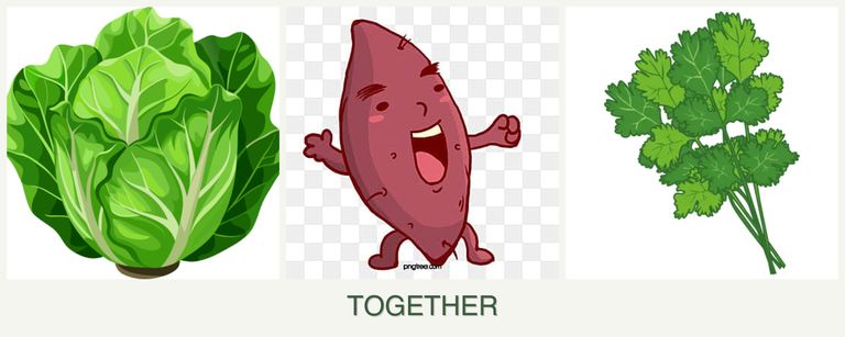 Can you plant lettuce, sweet potatoes and cilantro together?
