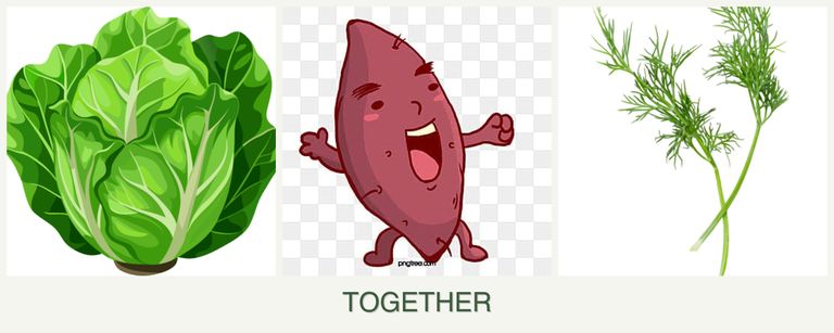 Can you plant lettuce, sweet potatoes and dill together?