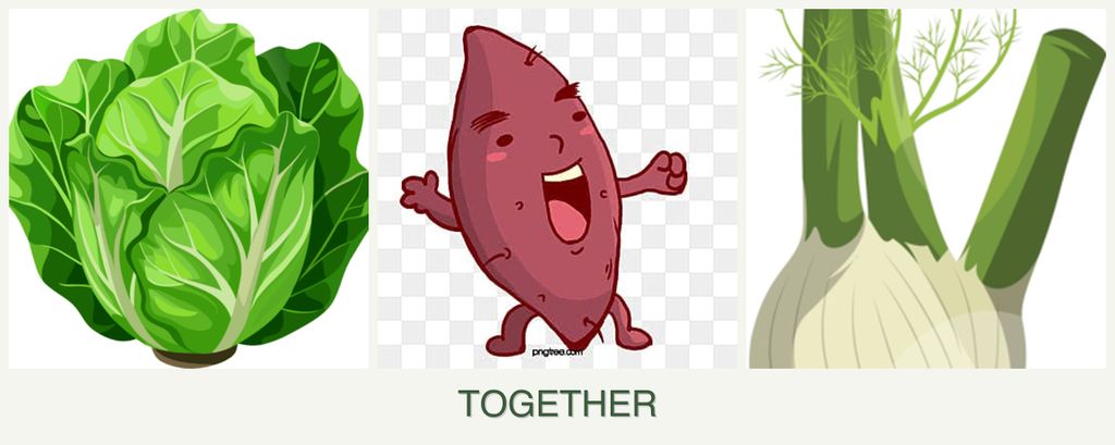 Can you plant lettuce, sweet potatoes and fennel together?