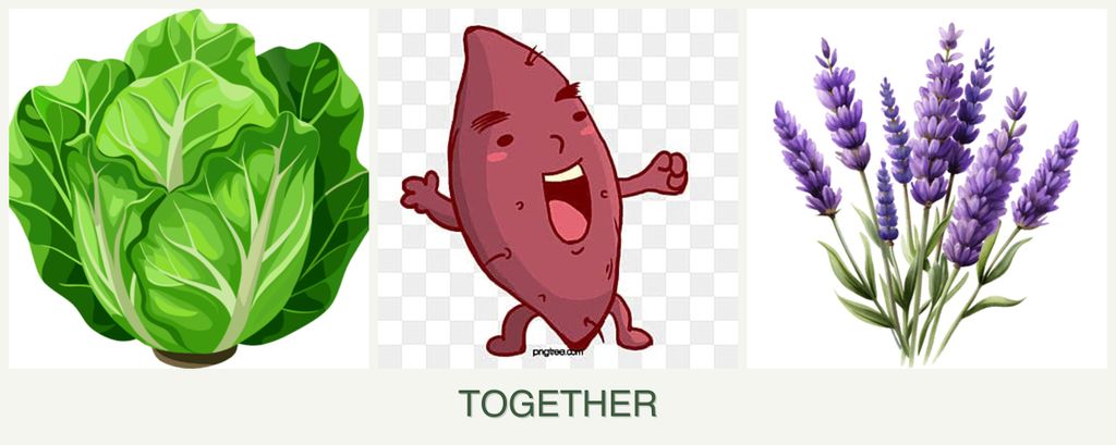 Can you plant lettuce, sweet potatoes and lavender together?