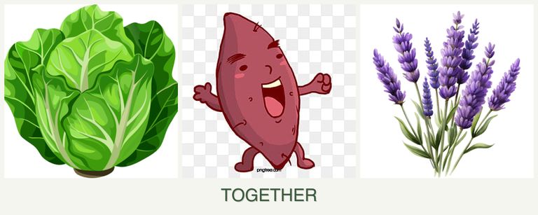 Can you plant lettuce, sweet potatoes and lavender together?
