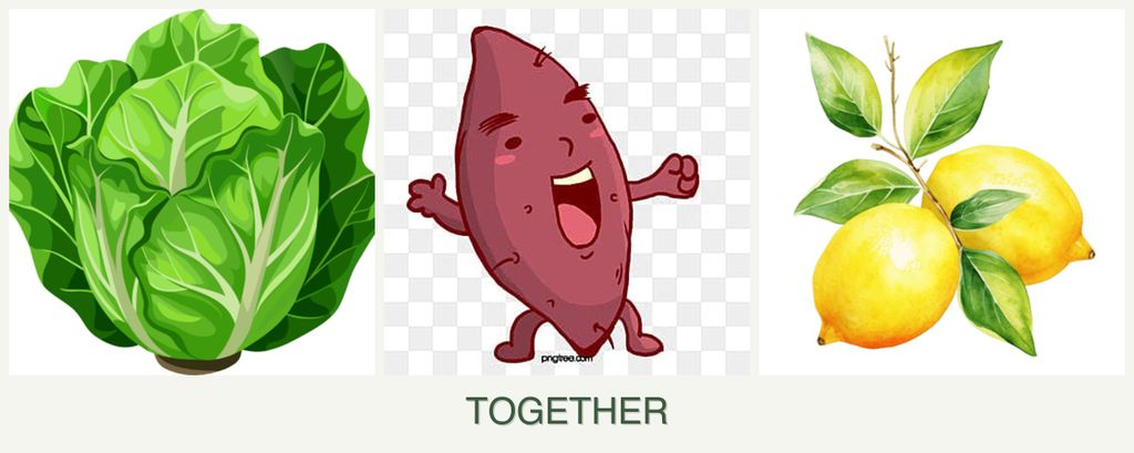 Can you plant lettuce, sweet potatoes and lemons together?