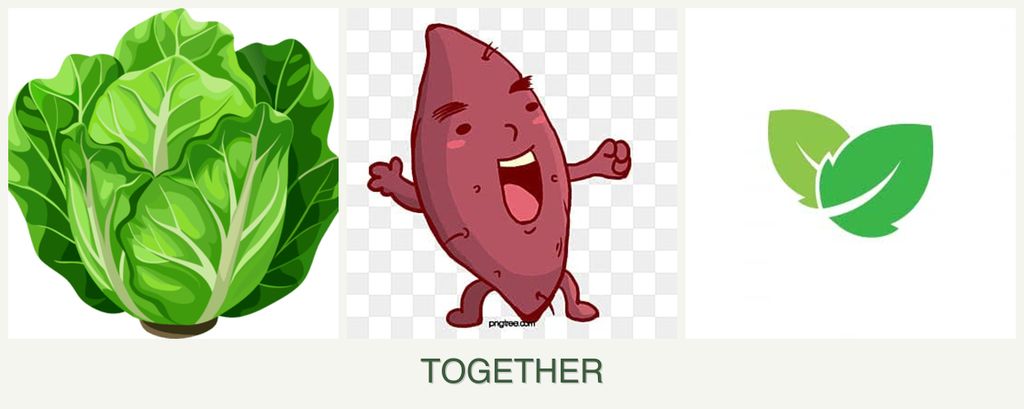 Can you plant lettuce, sweet potatoes and mint together?