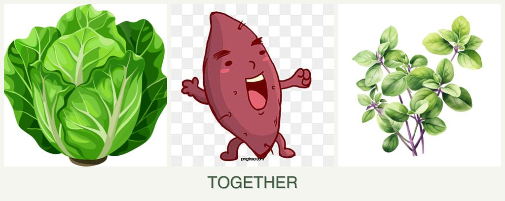 Can you plant lettuce, sweet potatoes and oregano together?