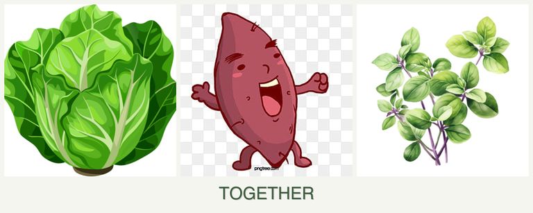 Can you plant lettuce, sweet potatoes and oregano together?