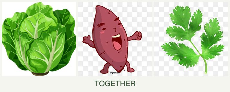 Can you plant lettuce, sweet potatoes and parsley together?