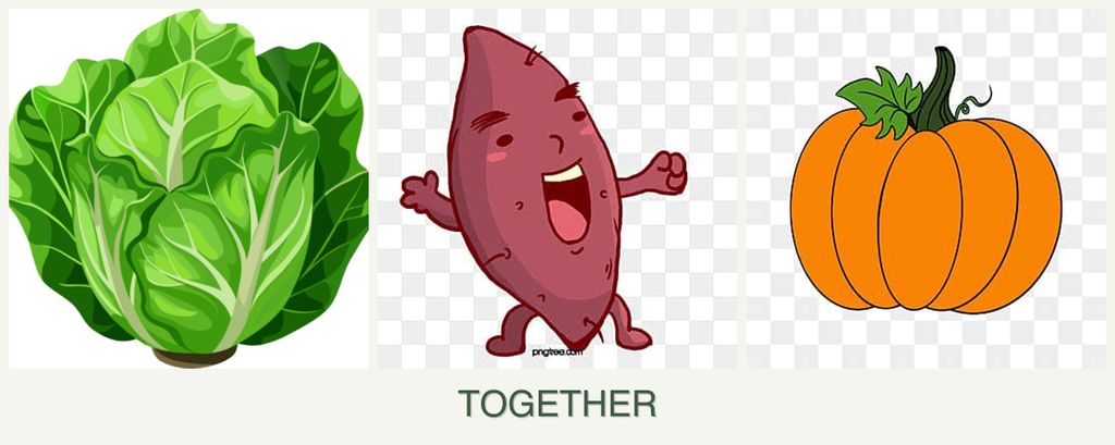 Can you plant lettuce, sweet potatoes and pumpkin together?