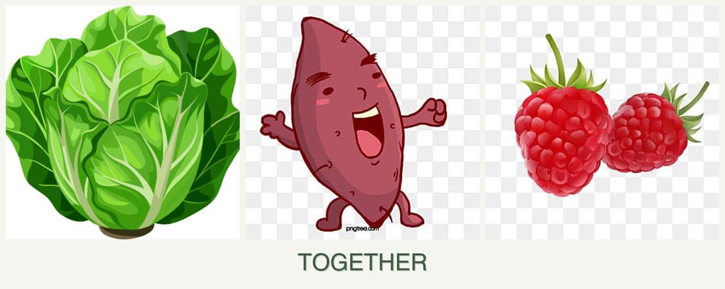 Can you plant lettuce, sweet potatoes and raspberries together?