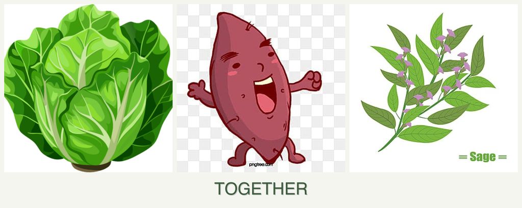 Can you plant lettuce, sweet potatoes and sage together?
