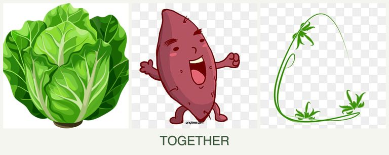 Can you plant lettuce, sweet potatoes and tarragon together?