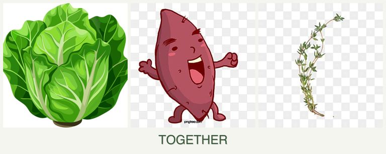 Can you plant lettuce, sweet potatoes and thyme together?