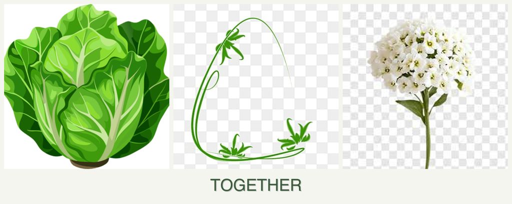 Can you plant lettuce, tarragon and alyssum together?