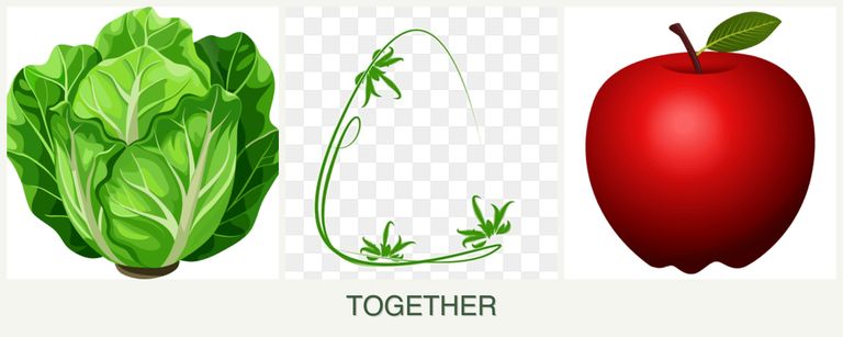 Can you plant lettuce, tarragon and apples together?