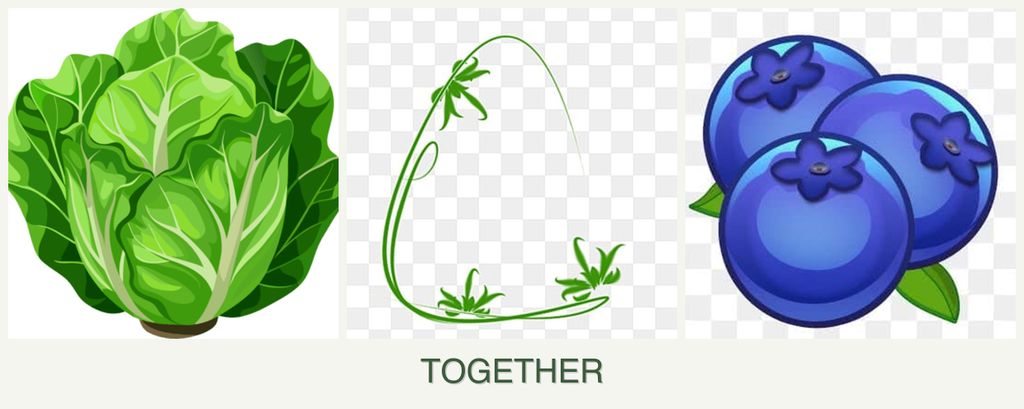 Can you plant lettuce, tarragon and blueberries together?