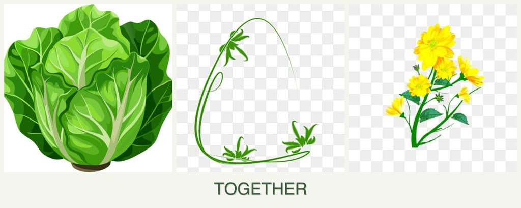Can you plant lettuce, tarragon and calendula together?