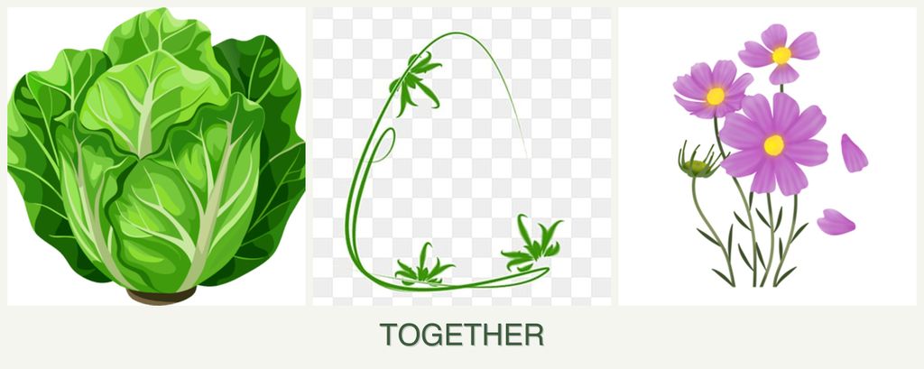 Can you plant lettuce, tarragon and cosmos together?