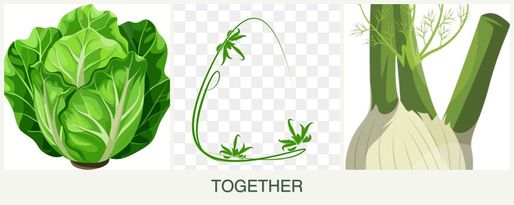 Can you plant lettuce, tarragon and fennel together?