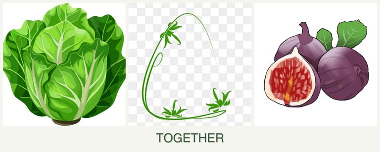 Can you plant lettuce, tarragon and figs together?
