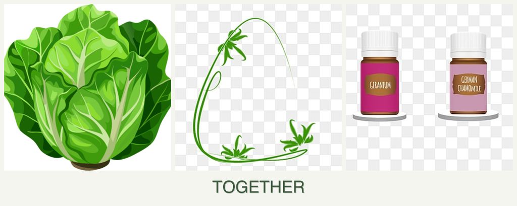 Can you plant lettuce, tarragon and geraniums together?