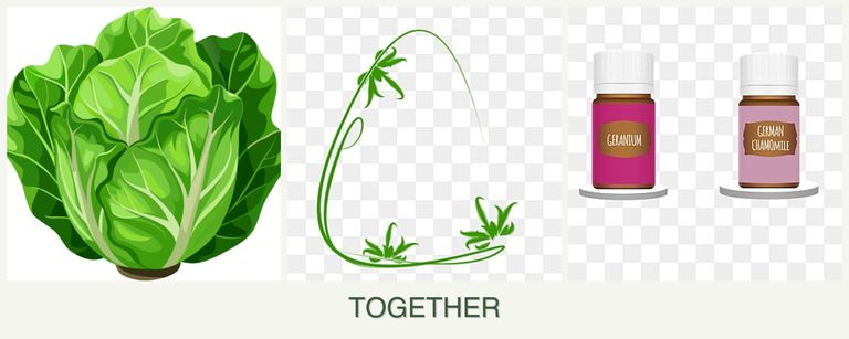 Can you plant lettuce, tarragon and geraniums together?