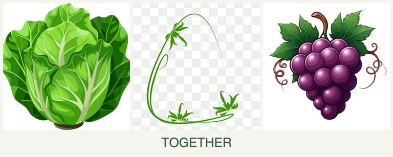 Can you plant lettuce, tarragon and grapes together?