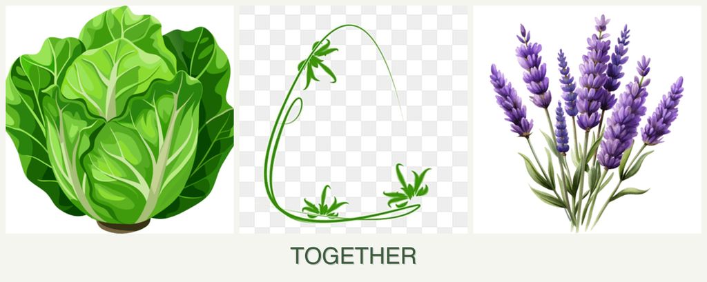 Can you plant lettuce, tarragon and lavender together?