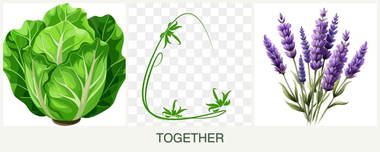 Can you plant lettuce, tarragon and lavender together?