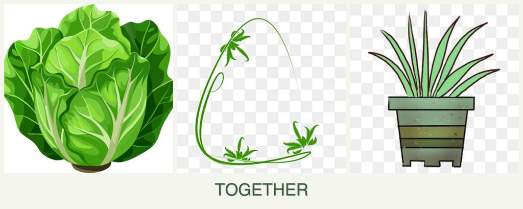 Can you plant lettuce, tarragon and lemongrass together?