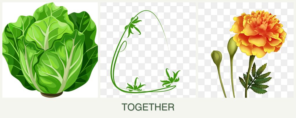 Can you plant lettuce, tarragon and marigolds together?